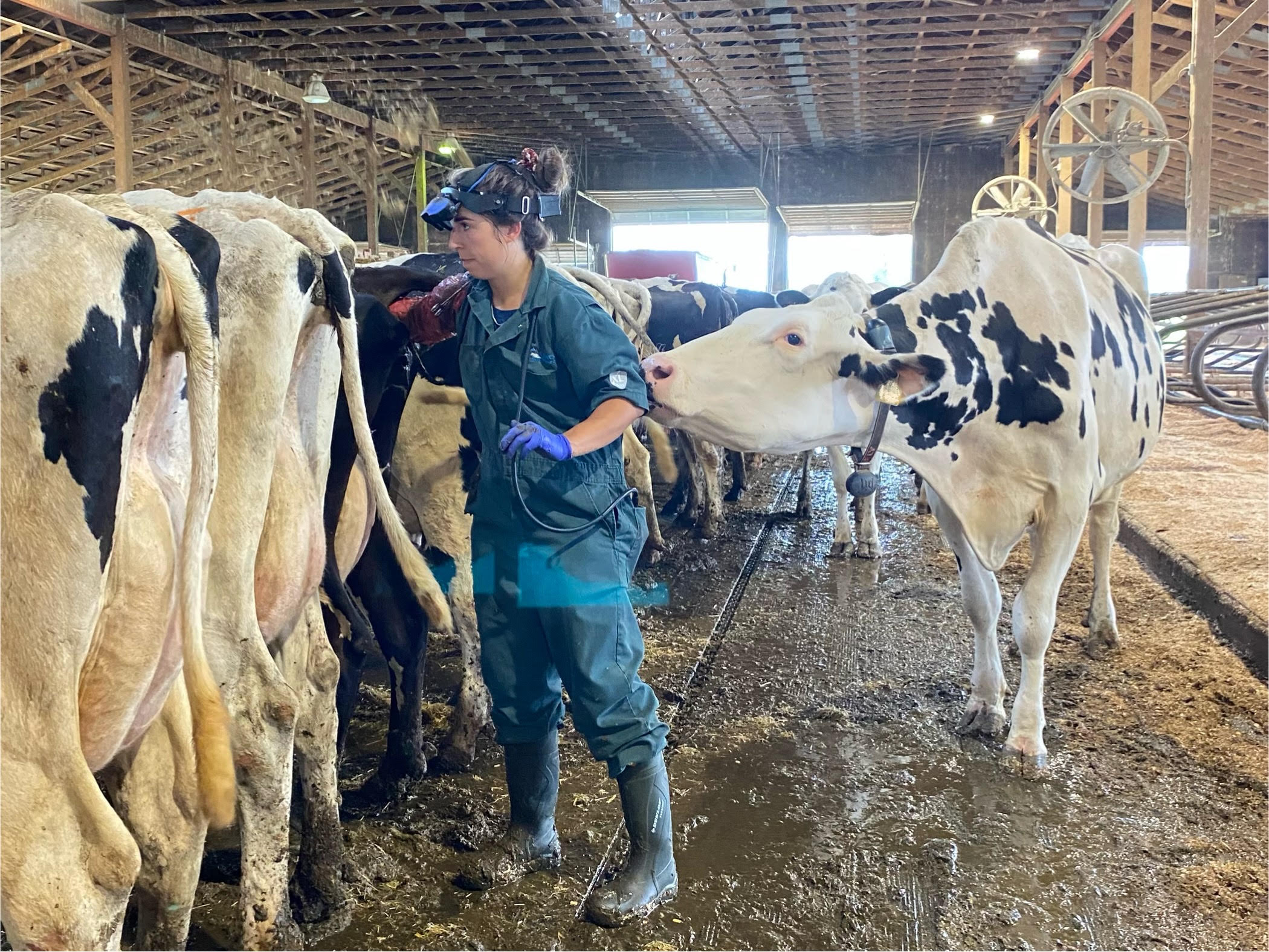 Suivi de troupeau ( Herd Health)