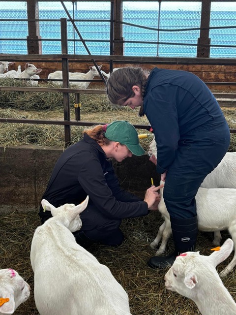Petits ruminants
